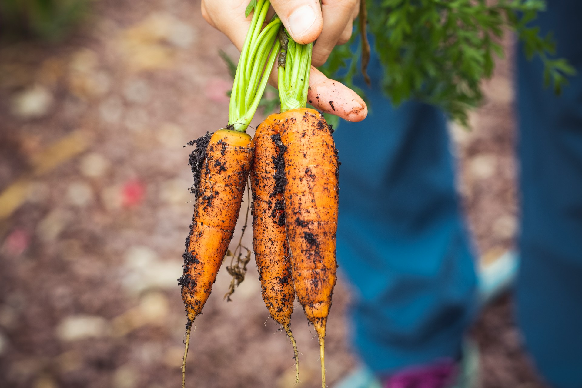 The Nutrient-Rich Bounty of Sustainable Carrots: Nourishing Health and the Environment